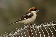 Averla capirossa