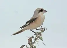 Averla cenerina
