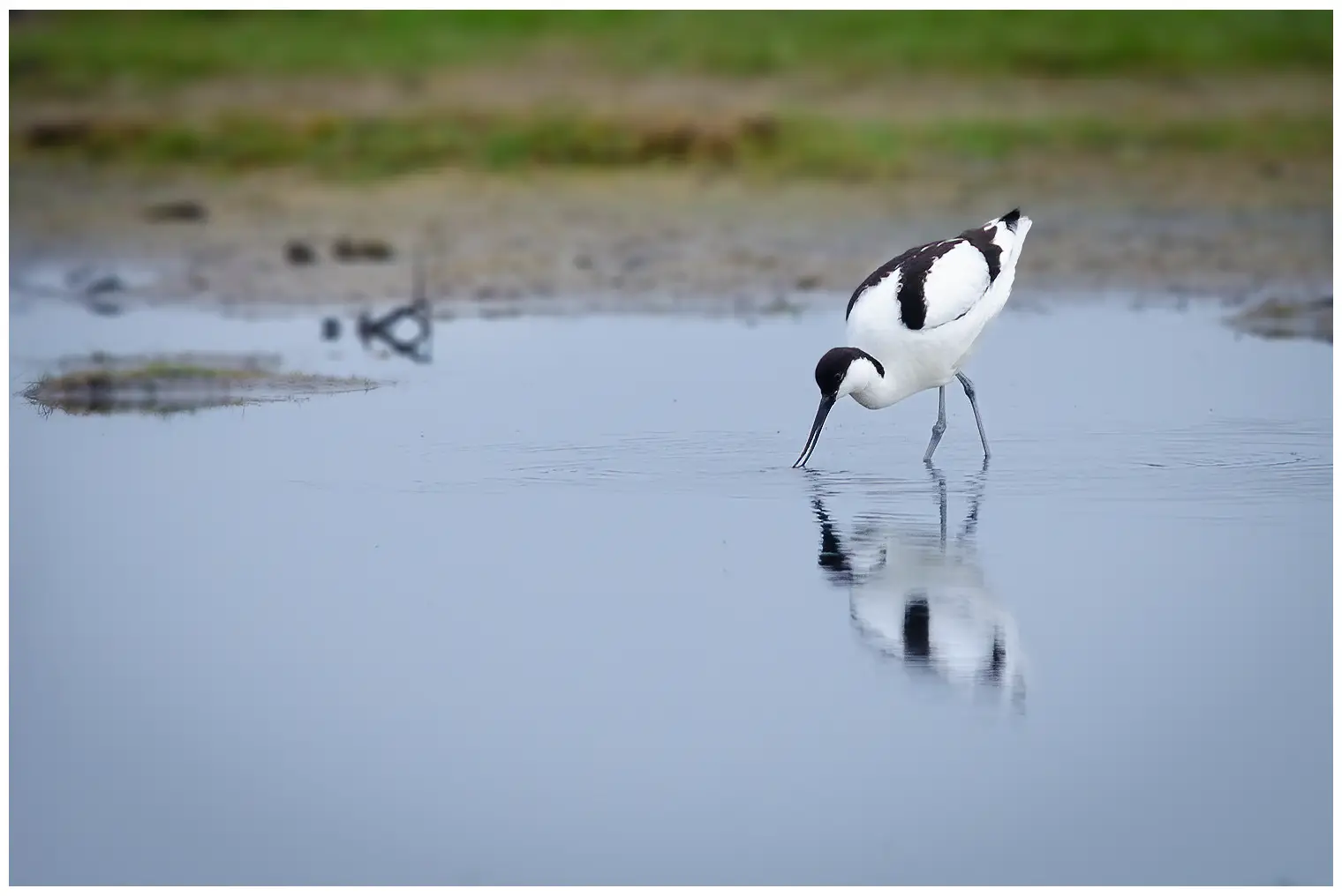 Avocetta