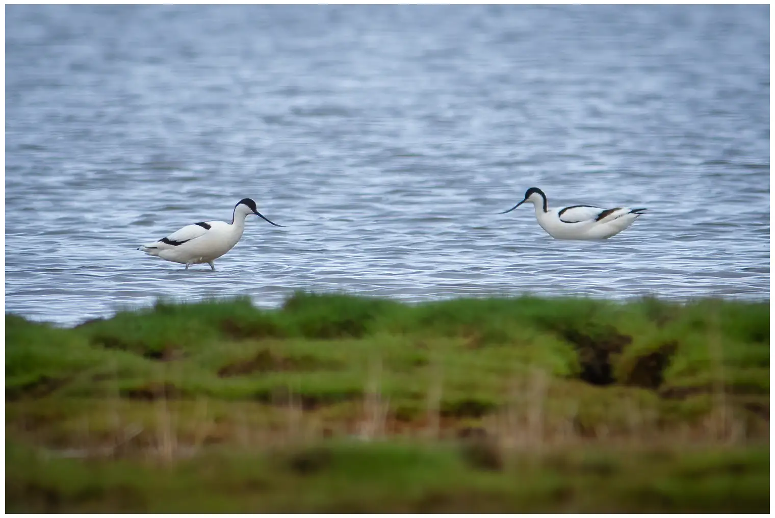 Avocetta