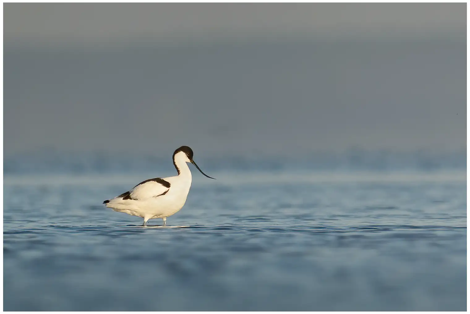 Avocetta
