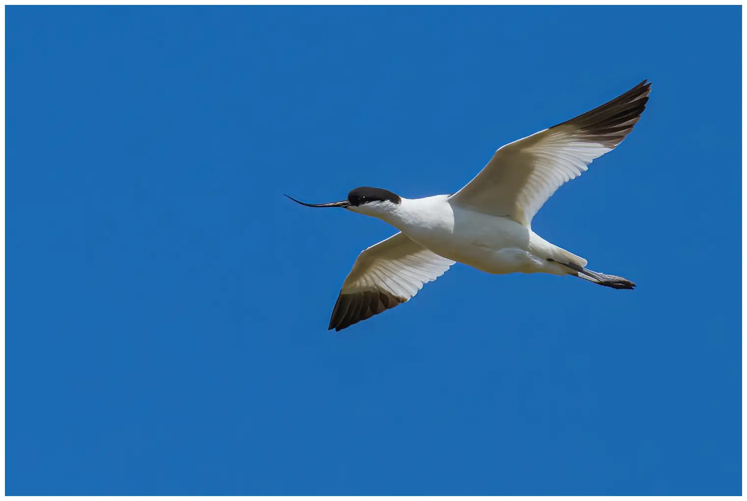 Avocetta