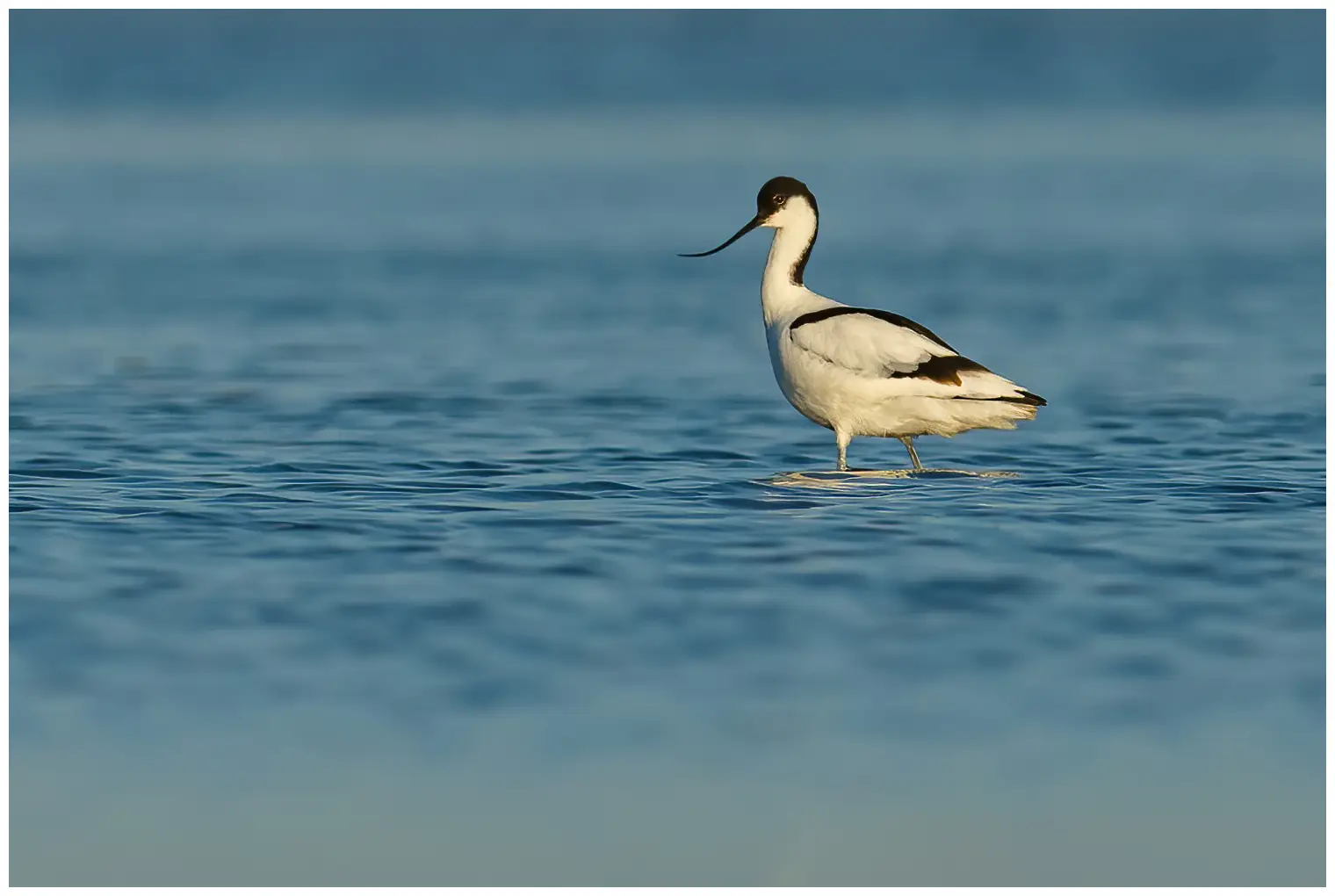 Avocetta