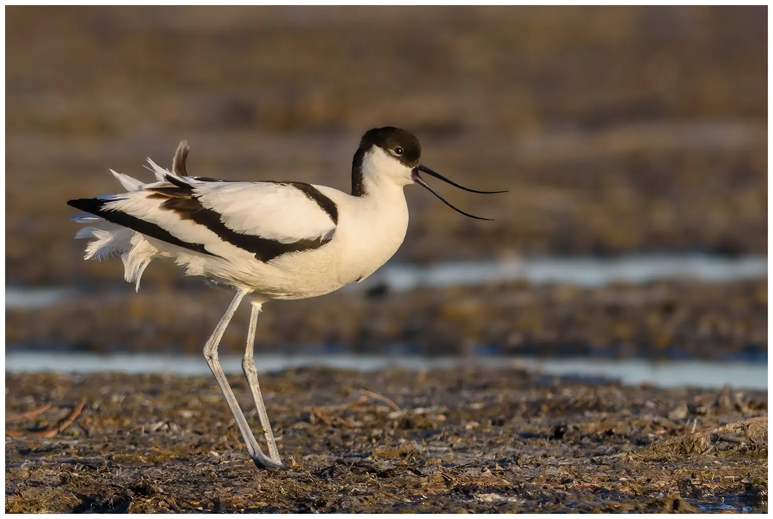 Avocetta