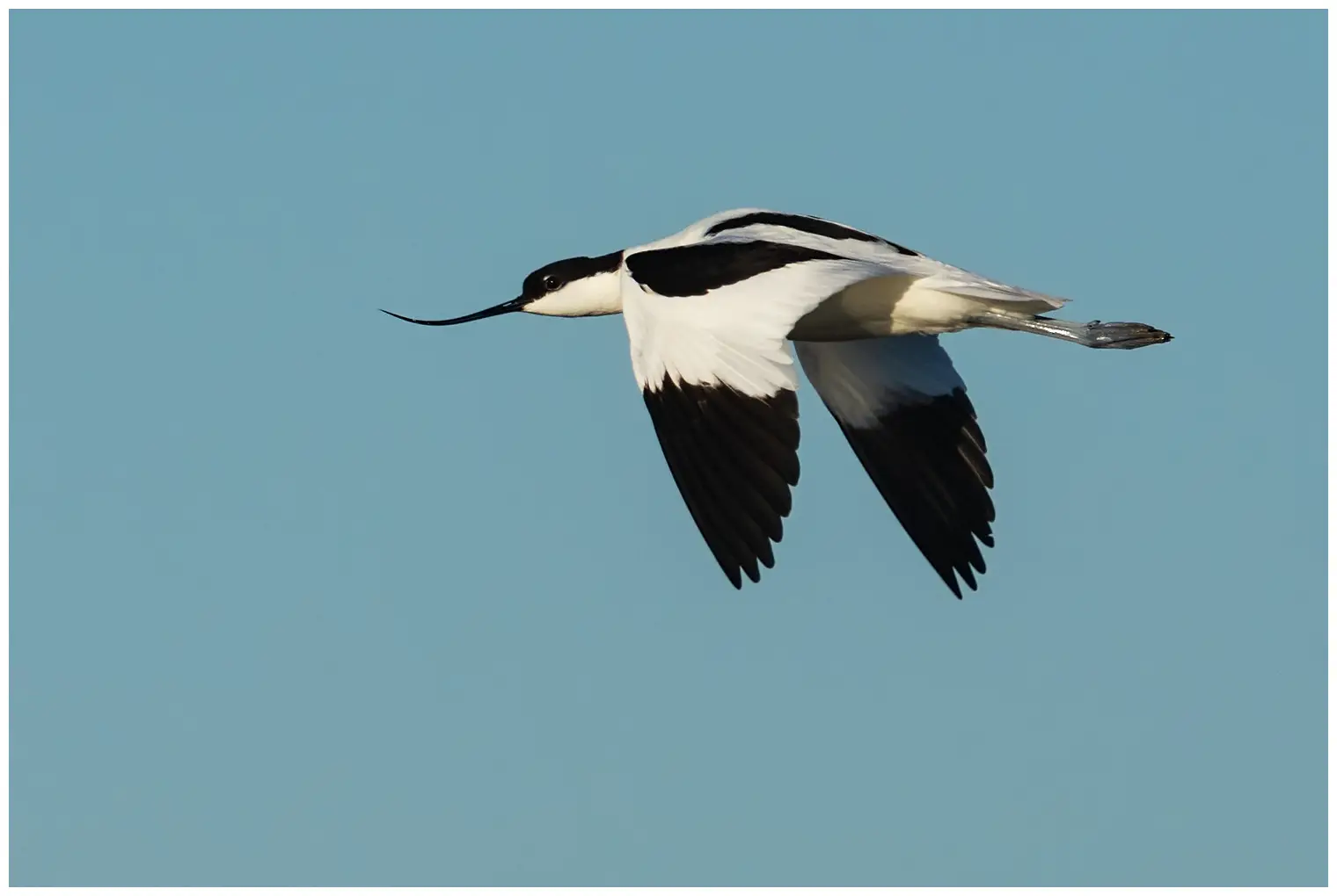 Avocetta