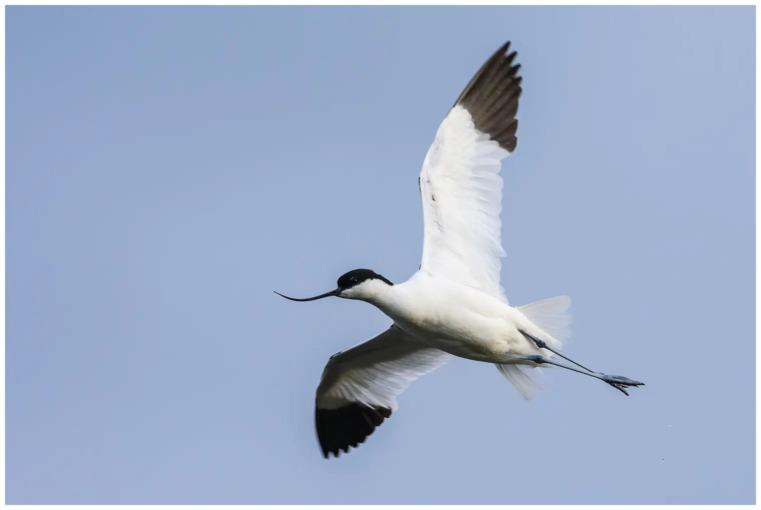 Avocetta