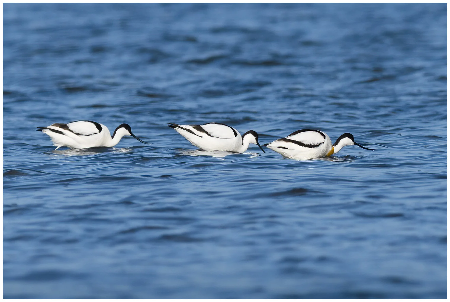Avocetta