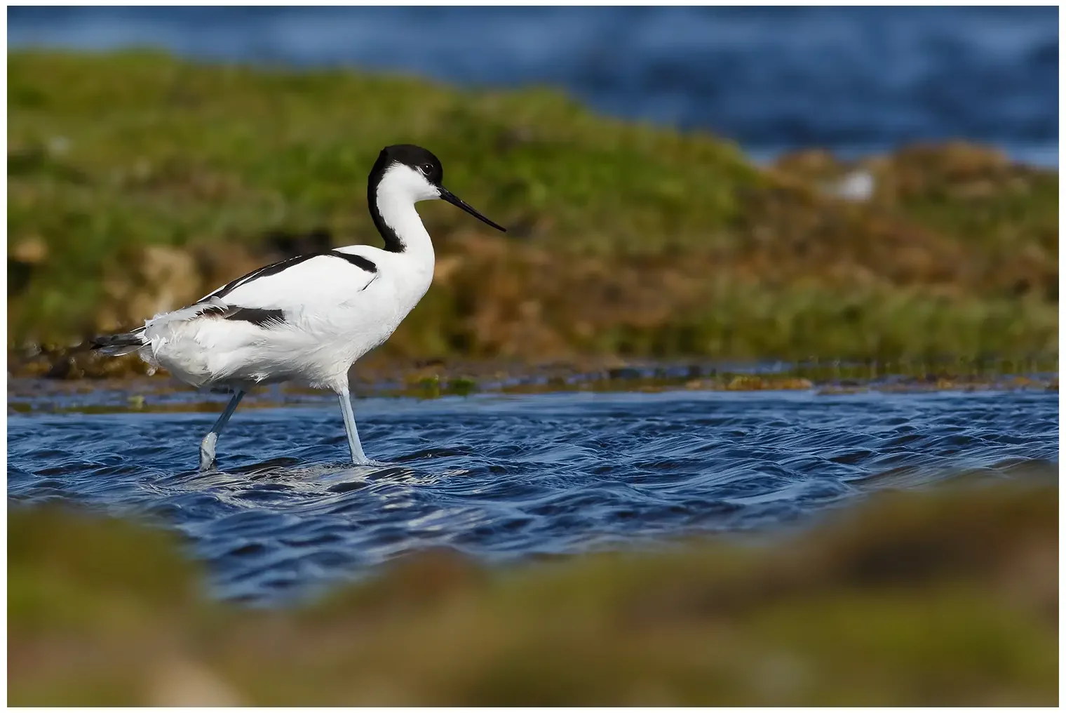 Avocetta