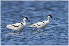 Avocetta