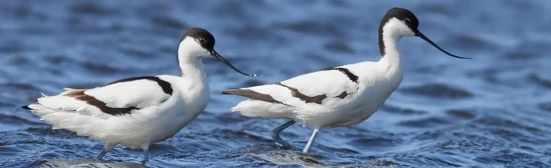 Avocetta