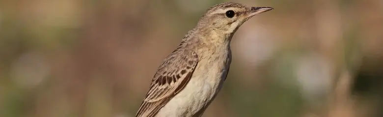 Calandro. In posizione eretta sul terreno. Uccello grande e luminoso, con la parte inferiore quasi priva di strisce, di colore sabbia chiaro, e la parte superiore leggermente macchiata, di colore bruno-giallastro.