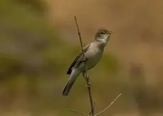 Canapino pallido orientale