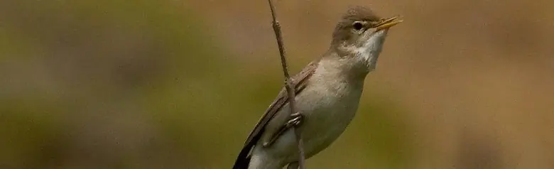 Canapino pallido orientale