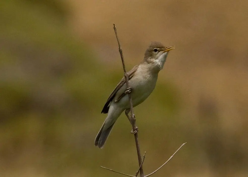 Canapino pallido orientale