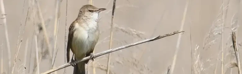 Cannareccione. Qui è seduto in un canneto. L'uccello ha le parti superiori marroni e le parti inferiori chiare con i lati del corpo di colore beige. Striscia oculare chiara.