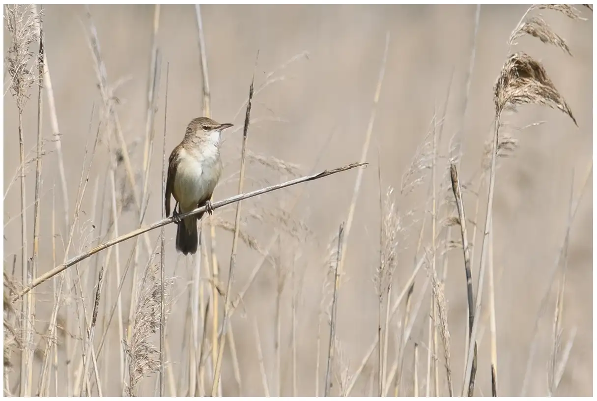 Cannareccione. Qui è seduto in un canneto. L'uccello ha le parti superiori marroni e le parti inferiori chiare con i lati del corpo di colore beige. Striscia oculare chiara.