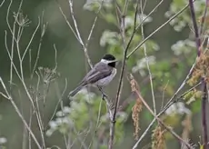 Cincia dalmatina