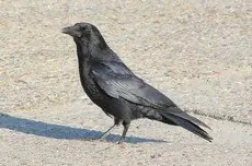 Cornacchia nera