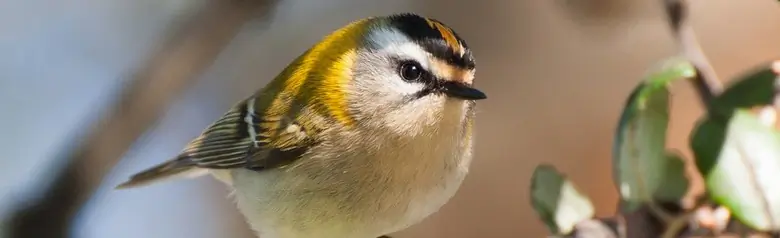 Fiorrancino