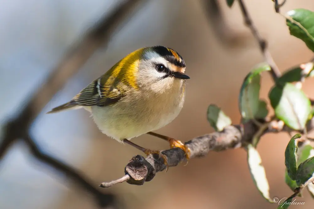Fiorrancino