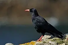 Gracchio corallino