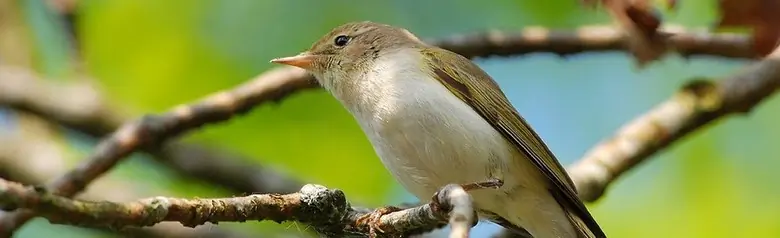Luì bianco