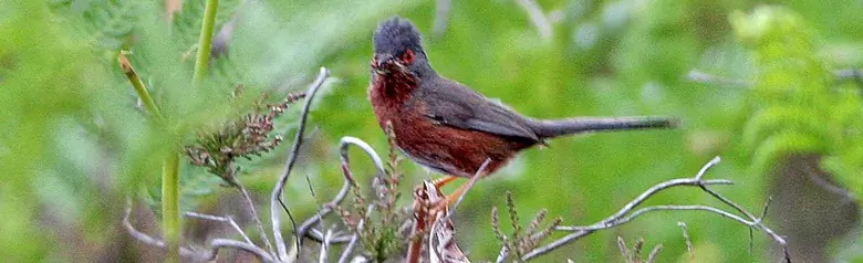 Magnanina comune