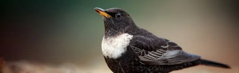Merlo dal collare. Uccello maschio attento a terra. Anello chiaro a forma di mezzaluna sul petto.