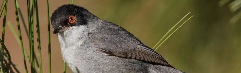 Occhiocotto