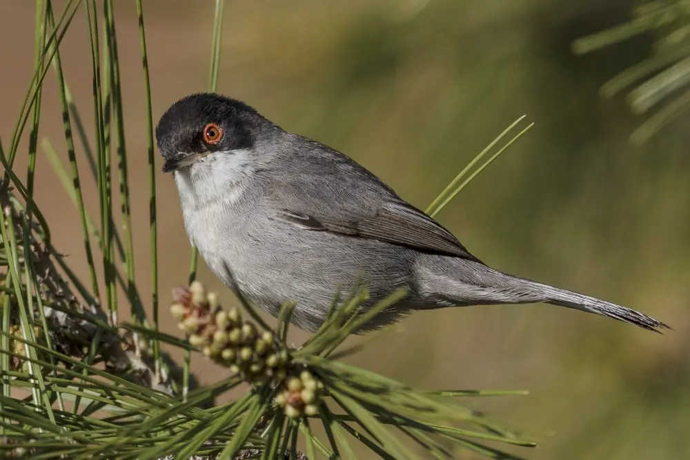 Occhiocotto