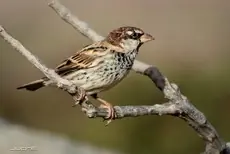 Passera sarda