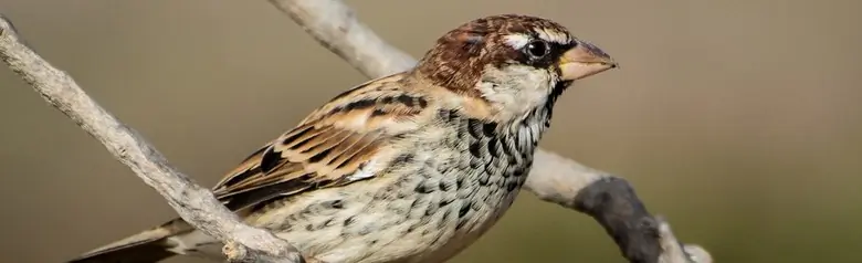 Passera sarda