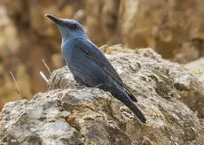Passero solitario