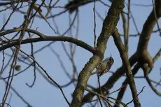 Rampichino comune