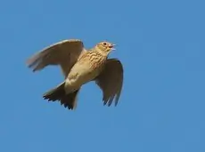Allodola
