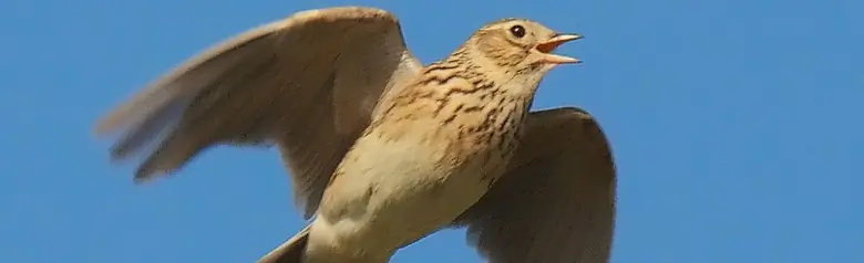 Allodola. Nel mezzo del familiare volo canoro. Ha un anonimo piumaggio marrone screziato.
