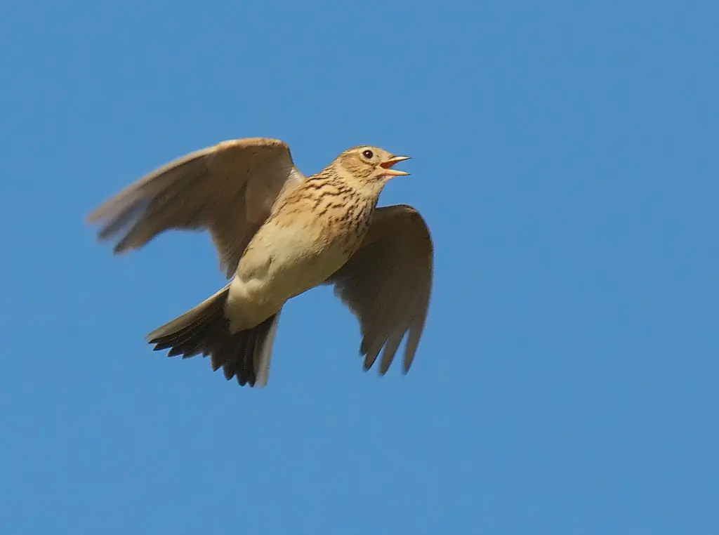 Allodola. Nel mezzo del familiare volo canoro. Ha un anonimo piumaggio marrone screziato.