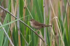 Salciaiola