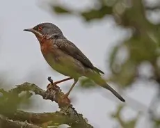 Sterpazzolina orientale