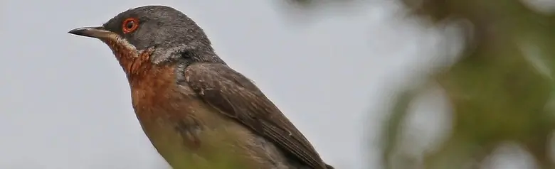 Sterpazzolina orientale