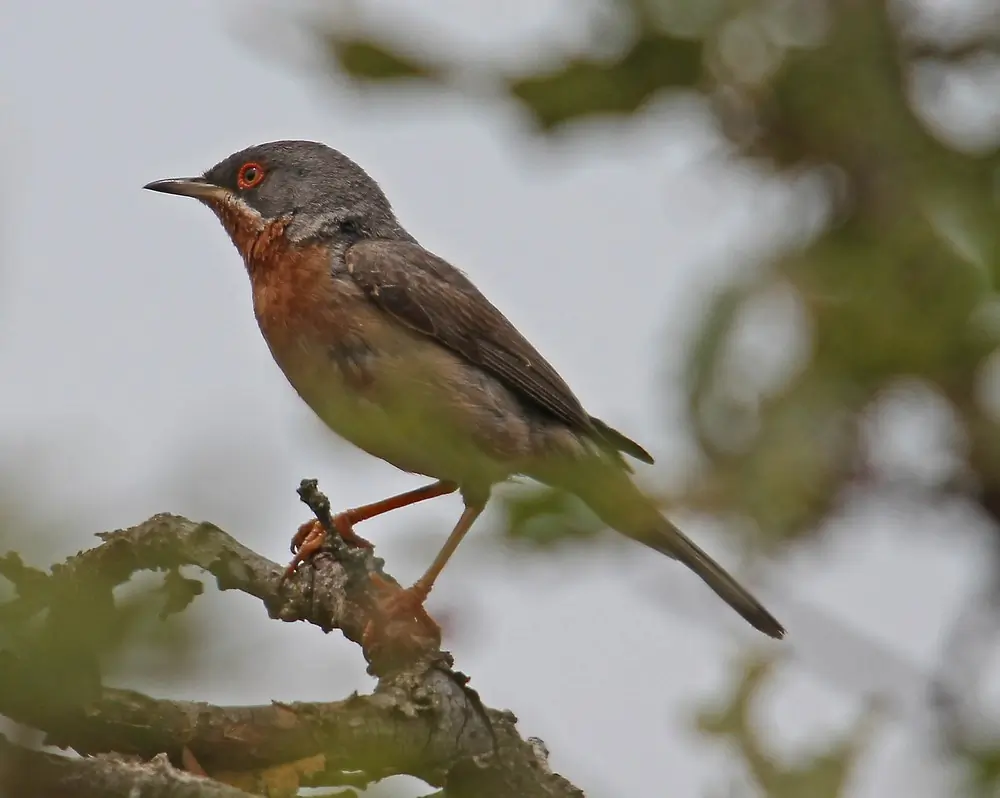 Sterpazzolina orientale