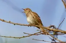 Usignolo