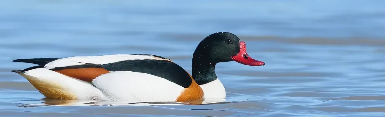 Volpoca. Un'anatra di grandi dimensioni con becco rosso e testa nera. Marcature marroni in un uccello altrimenti bianco e nero.