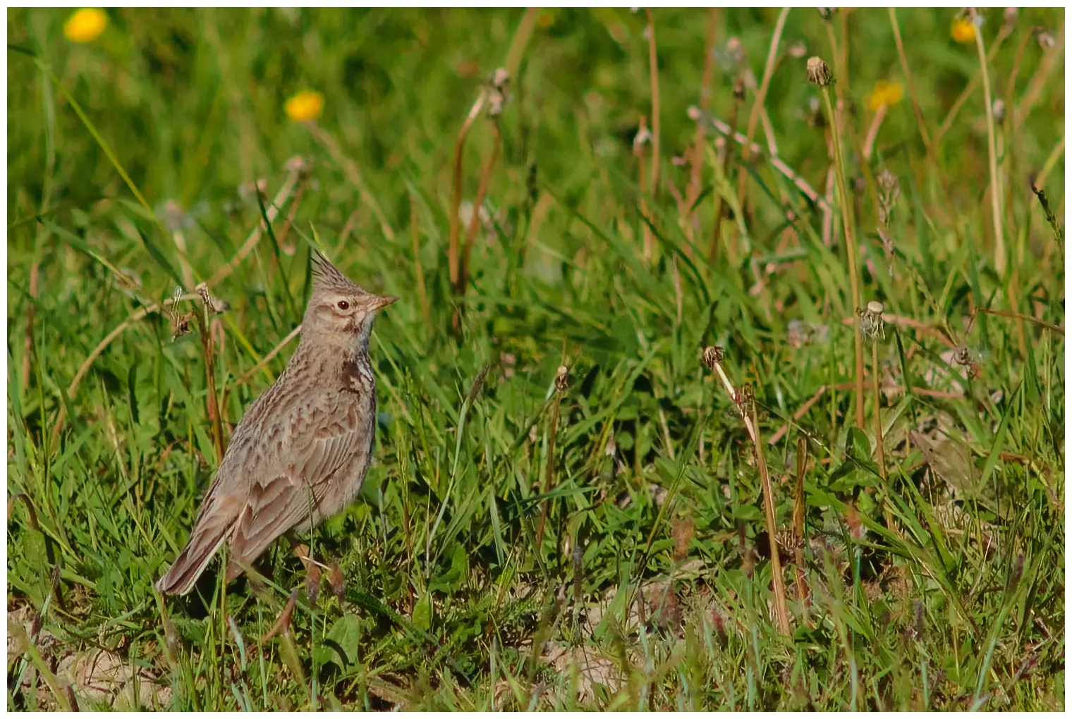 Cappellaccia comune