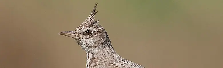 Cappellaccia comune. Una caratteristica cresta di piume sulla testa. Uccello grigiastro con becco lungo e appuntito.