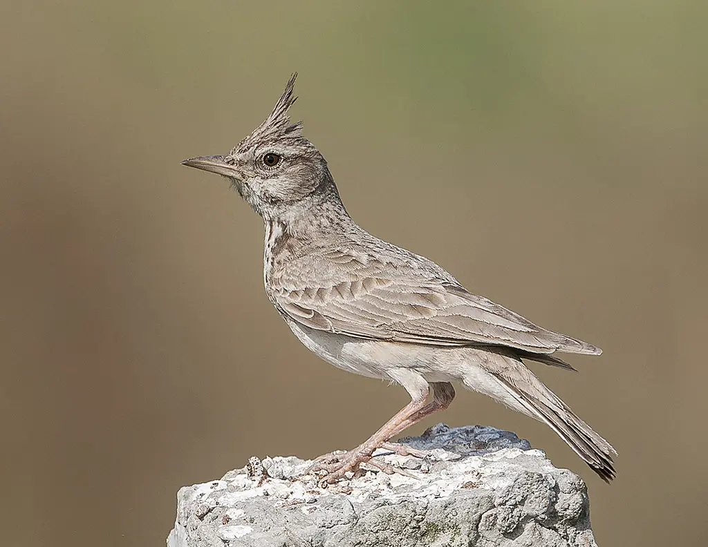 Cappellaccia comune. Una caratteristica cresta di piume sulla testa. Uccello grigiastro con becco lungo e appuntito.
