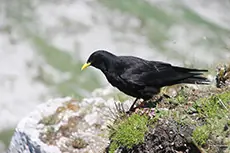Gracchio alpino
