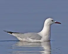 Gabbiano roseo
