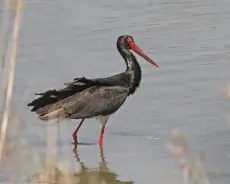 Cicogna nera