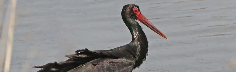 Cicogna nera